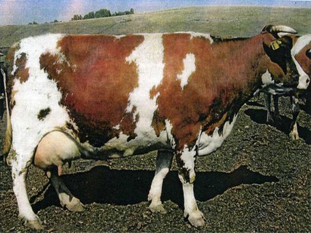 Bukovinian factory type of red-spotted Ukrainian cow