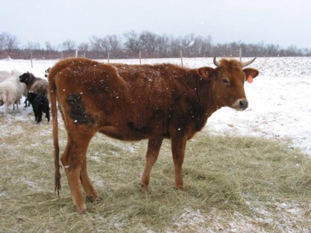 Canadian cow