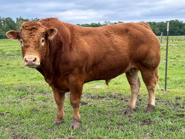 Limousin cow