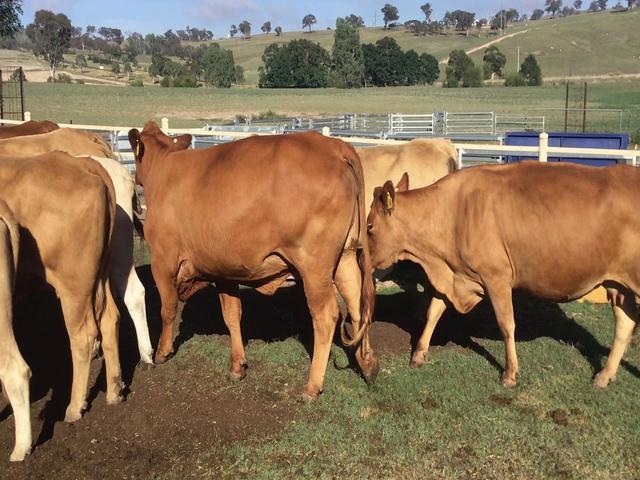Mandalong Speckles