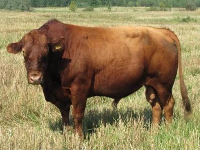 Vaca Volynska