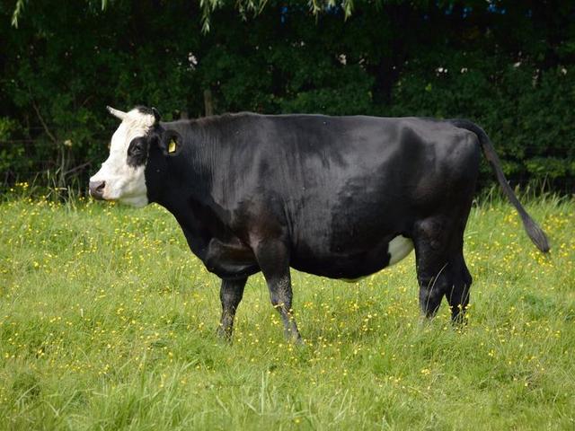 Cabeza Blanca Ucraniana