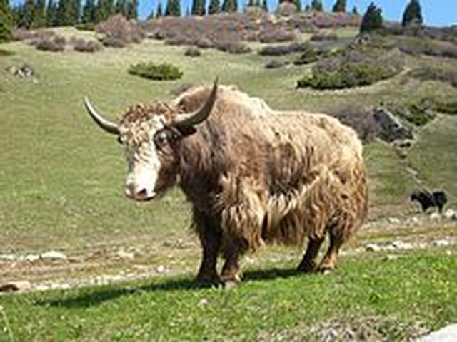 Wild yak