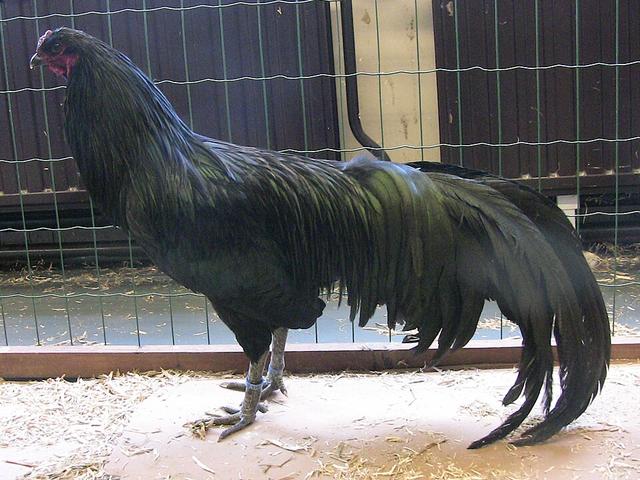 Sumatra