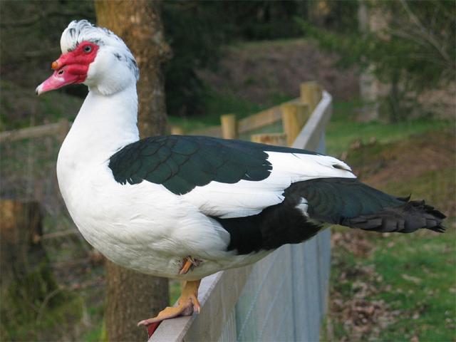 domaća muskovska patka