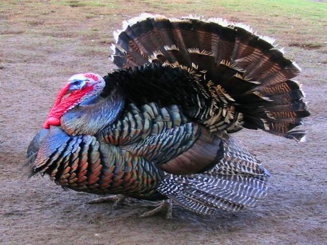 برنزی