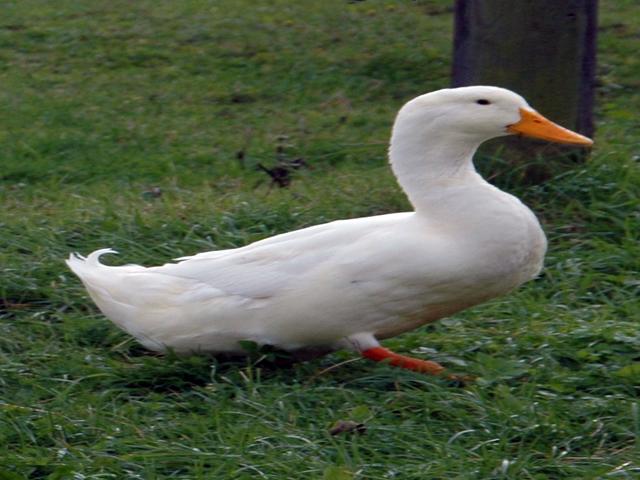 Američki pekin