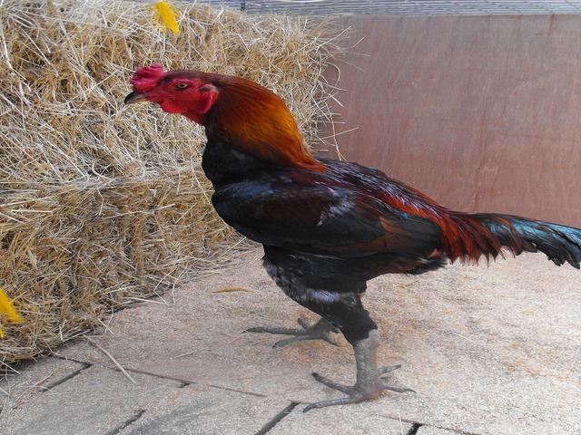 استرالیایی گیم