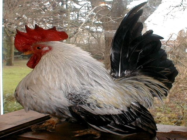 Japanese Bantam