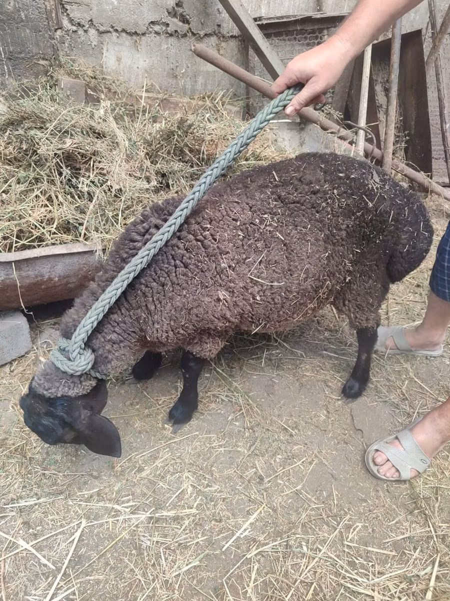 Saryarka sheep