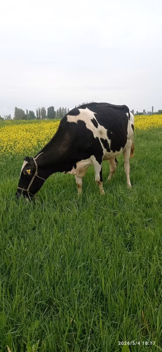 Holstein breed