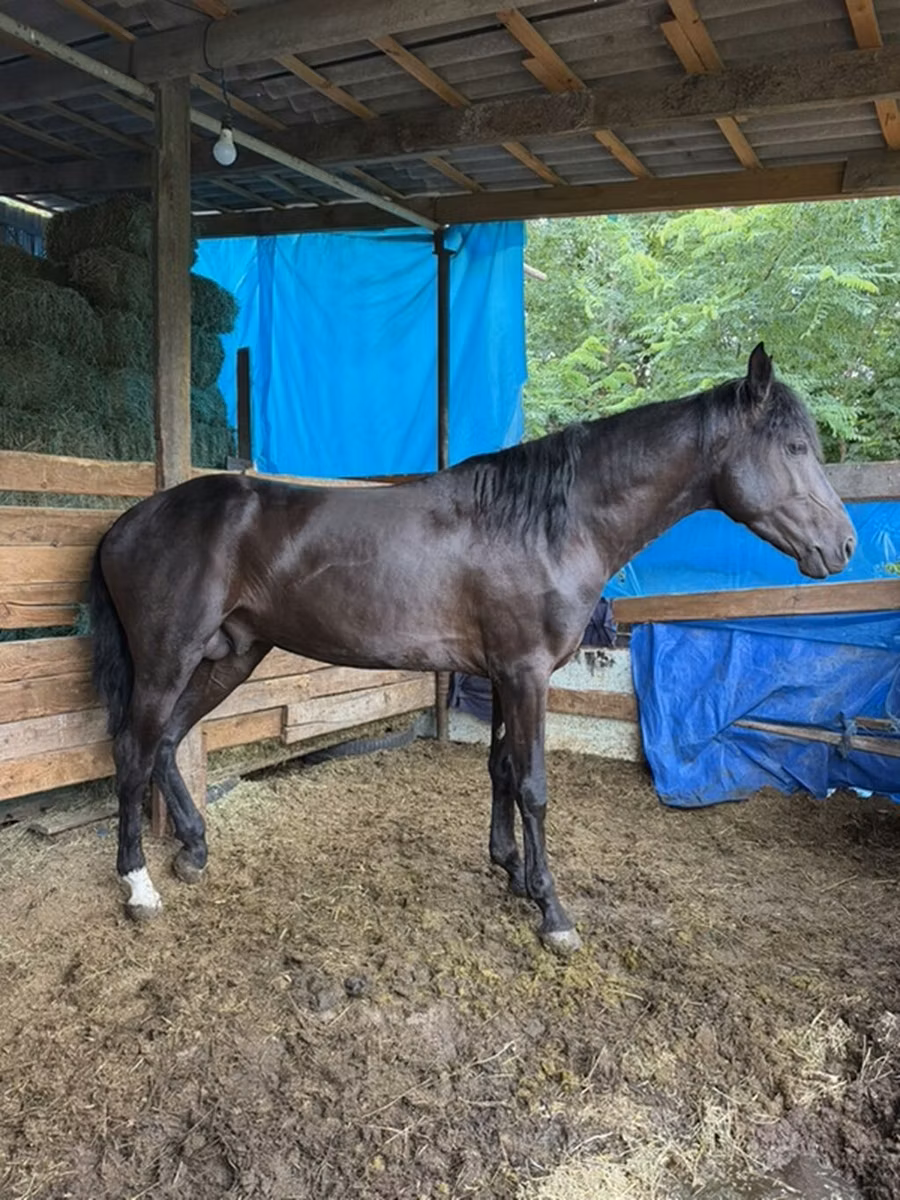 French Trotter