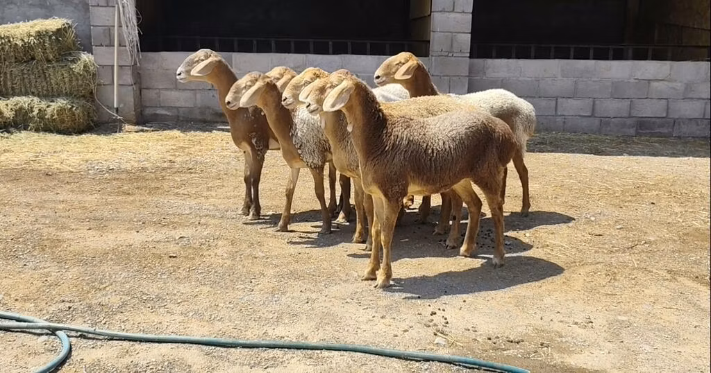 Arashan sheep
