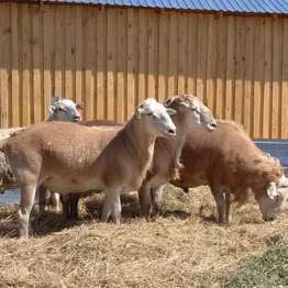 Katum sheep