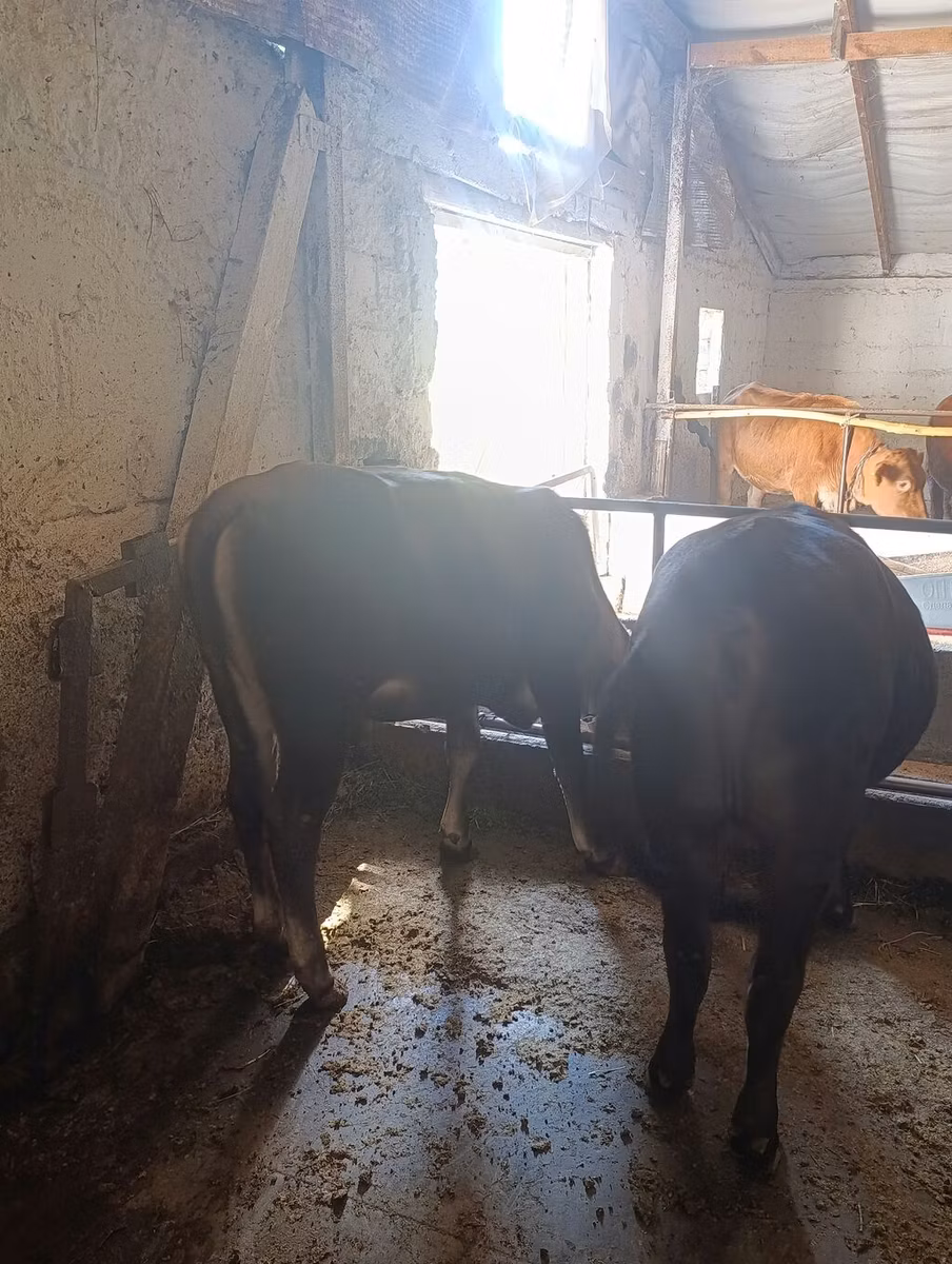 Alatau breed