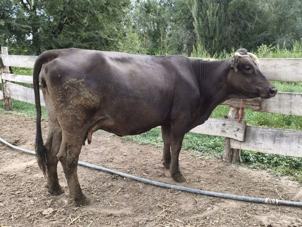 Alatau fajta