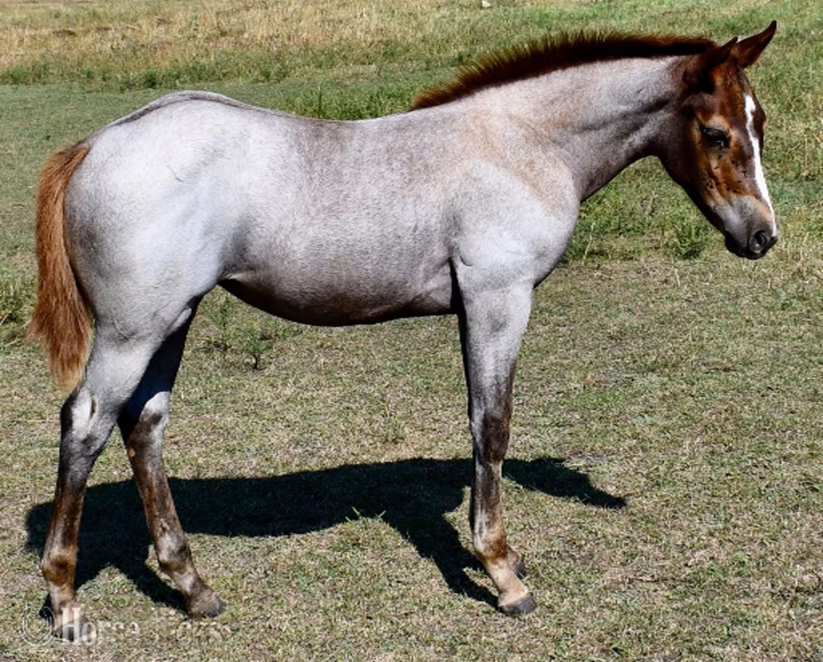 Quarter Horse