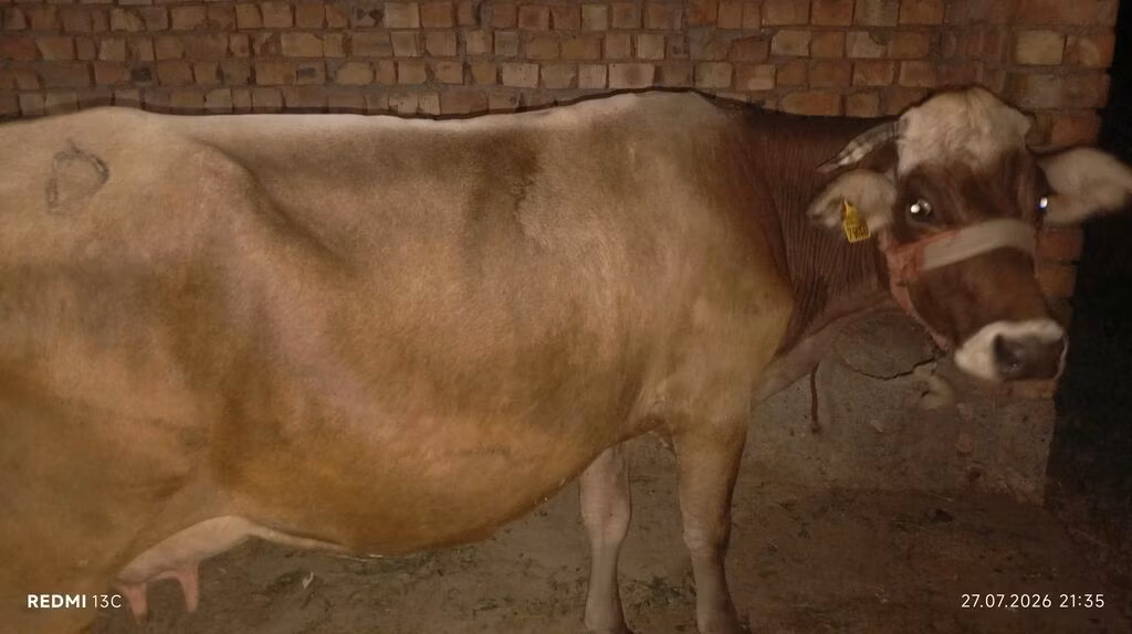 Ukrainian Brown Dairy Cattle