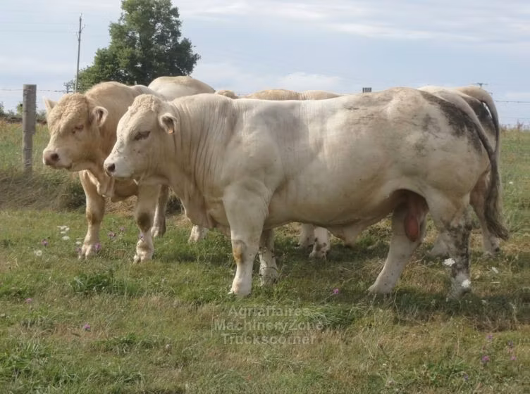 Charolais cattle