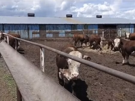 Vaca kazahă cu cap alb