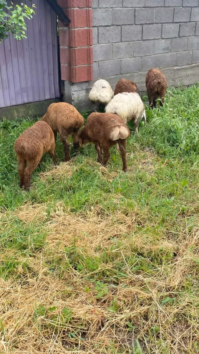 Rhon sheep