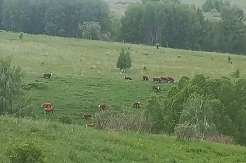 Hereford