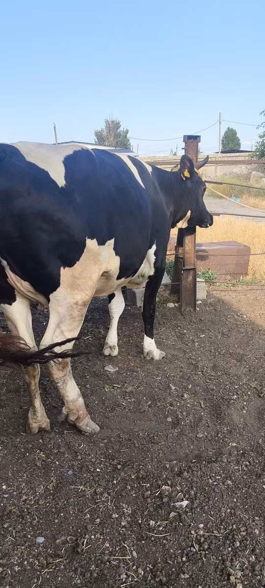 Russian Black pied cattle