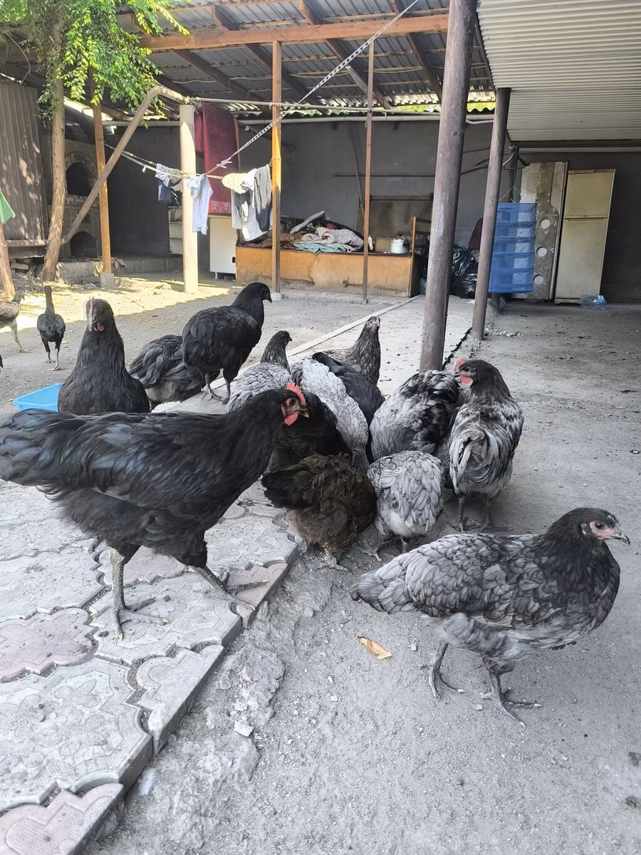 澳洲黑