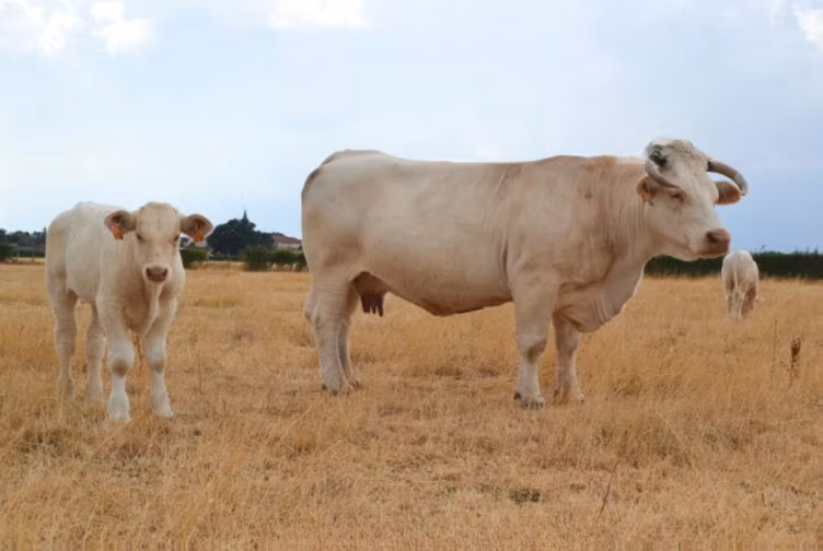 Charolais cattle