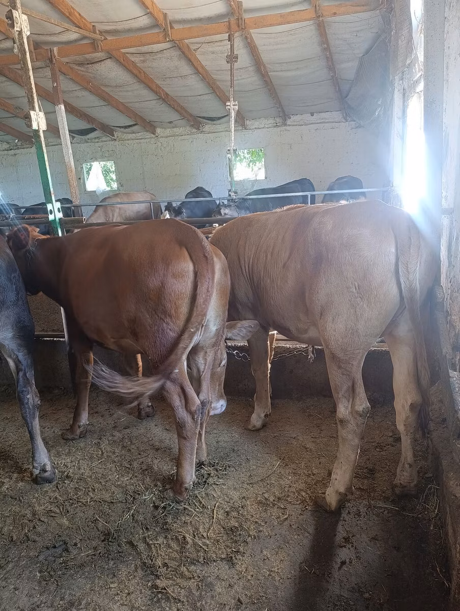 Alatau breed