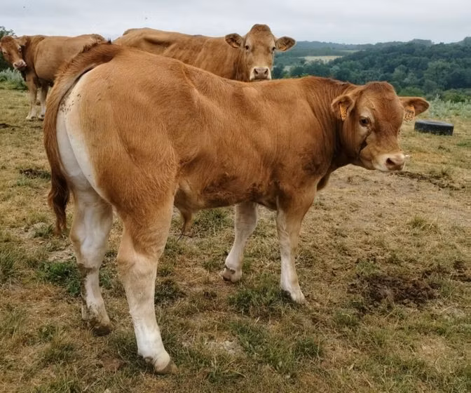 Vaca Limousine