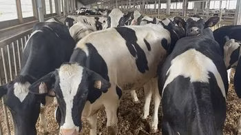 Razza Holstein