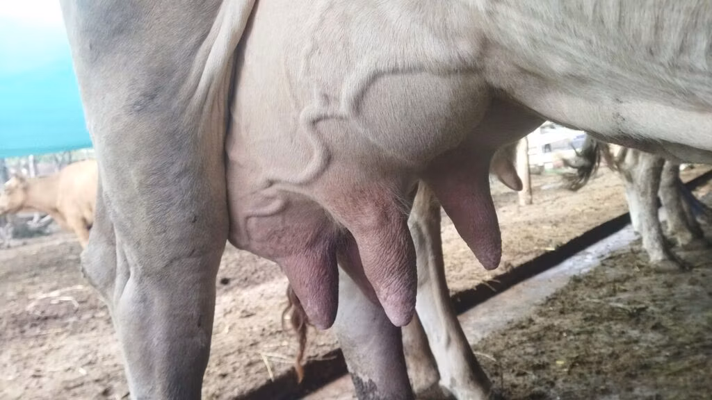 Swiss cattle