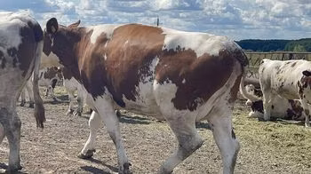 Razza Holstein