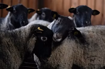 Romanov sheep