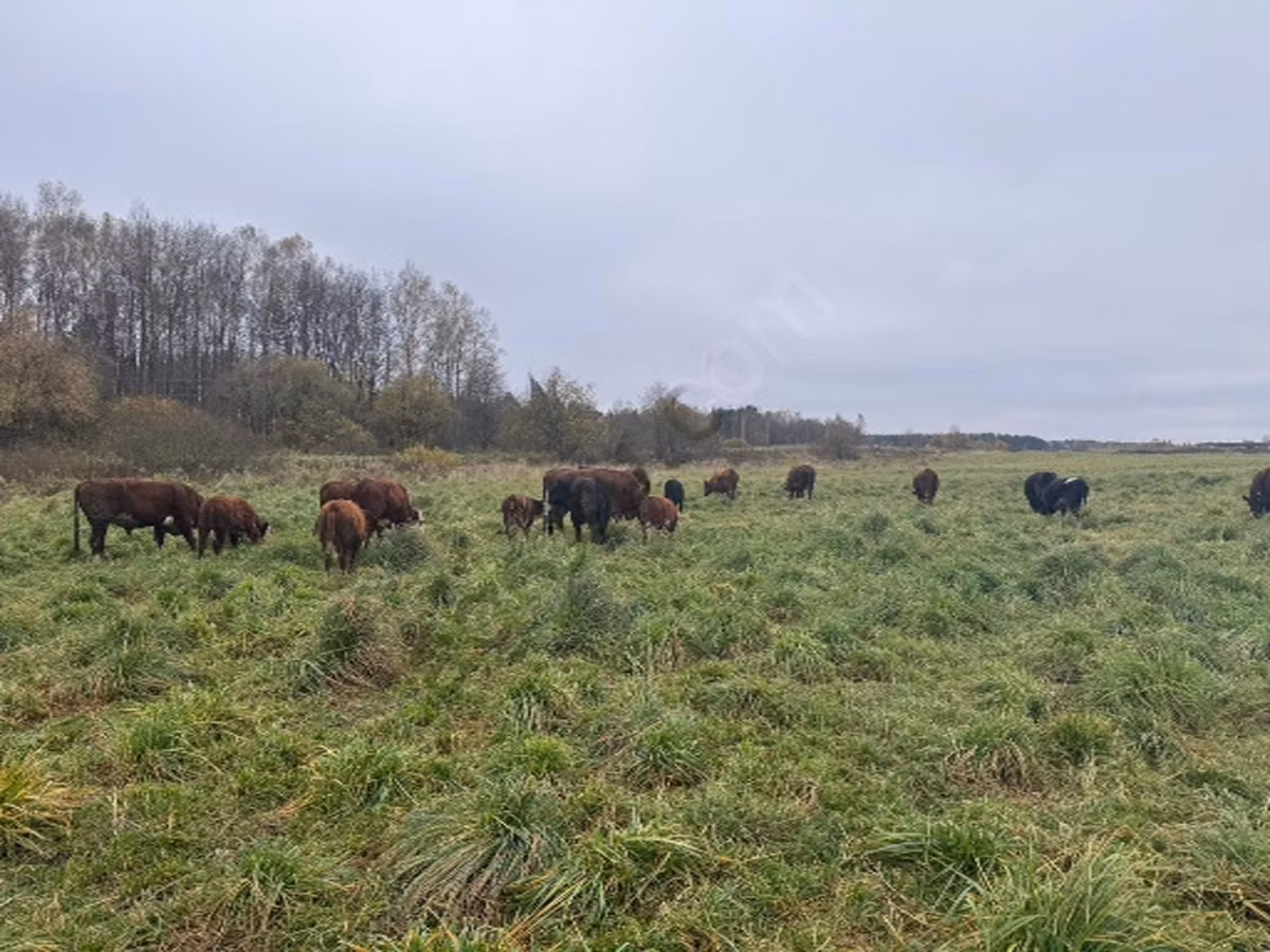 Bucovina gyári típusú vörös-foltos ukrán tehén