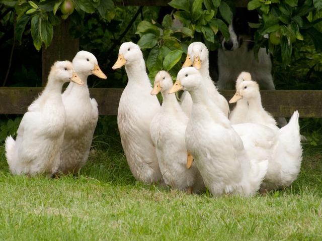 Nemački pekin
