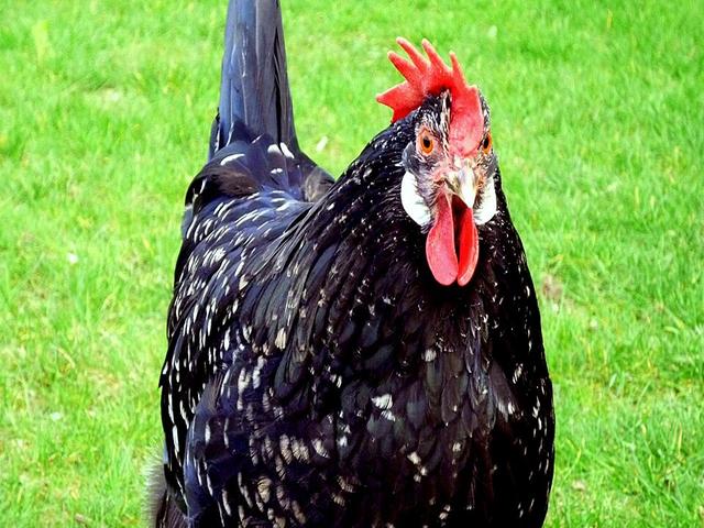آنکونا