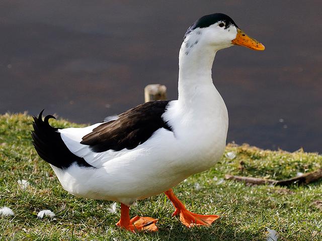 Šojka