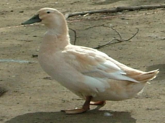 Zlatna kaskada
